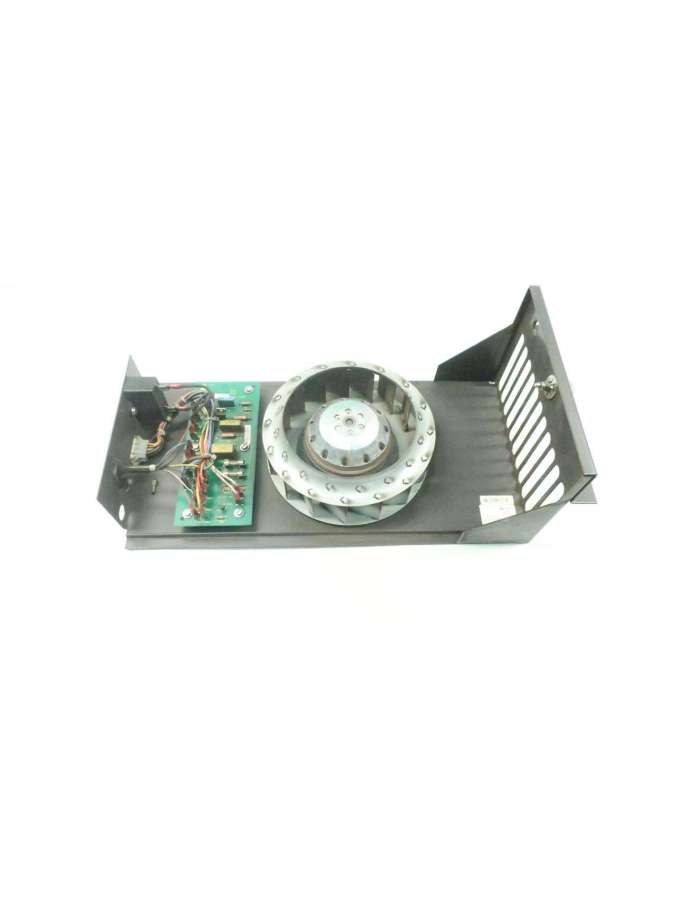 ipfan11-bailey
